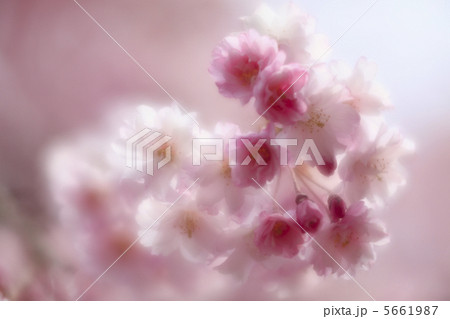 さくら　アップイメージ　ソフトフォーカス　美しいボケ 5661987