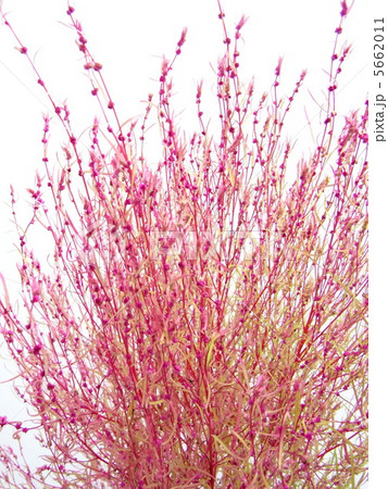 赤く色づいたコキア 5662011