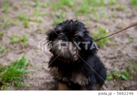 The dog is the best friend 5662246
