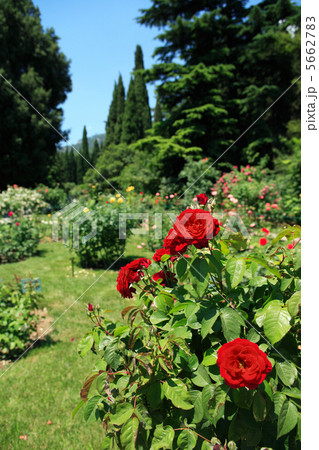 Roses In Park 5662783