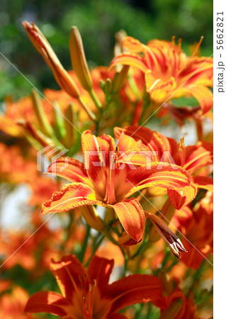 Orange Lilies 5662821