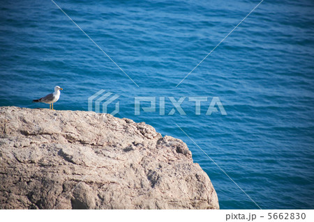 Bird On The Rock Bird On The Rock 5662830