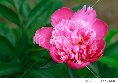 Pink Peony Pink Peony 5662880