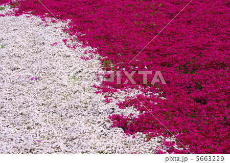 羊山公園「芝桜の丘」（秩父市）の花模様から 5663229
