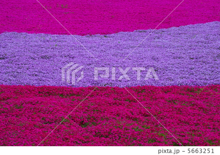 羊山公園「芝桜の丘」（秩父市）の花模様から 5663251