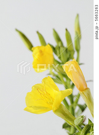 野の花のマツヨイグサ 5663263