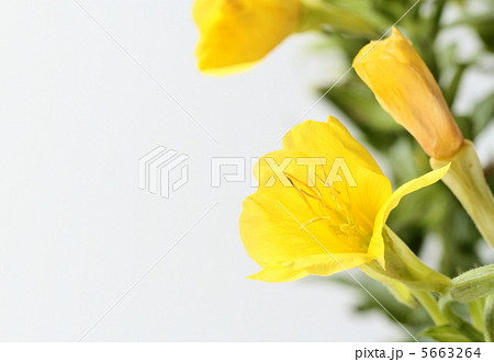 野の花のマツヨイグサ 野の花のマツヨイグサ 5663264