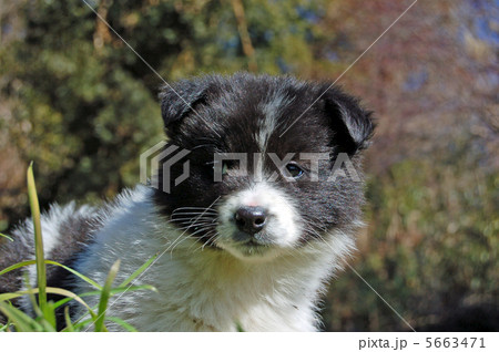 子犬 子犬 5663471