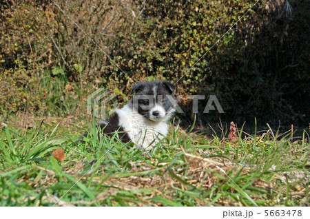 子犬 5663478