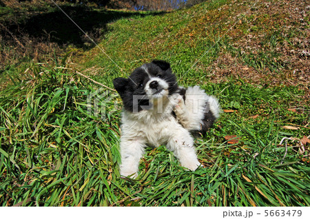 子犬 5663479