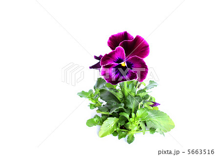 パンジー（紫色） 5663516