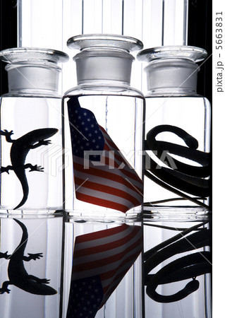 ホルマリン漬けになったアメリカ国旗 5663831