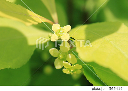 ニシキギの花 ニシキギの花 5664144