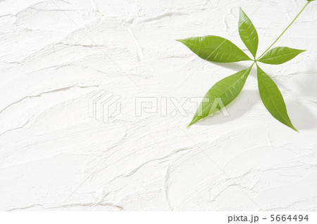 パキラと白壁 5664494