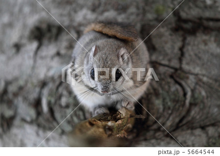 モモンガのアップ（正面） 5664544