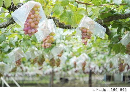 甲斐路 甲斐路 5664646