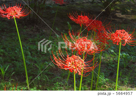 彼岸花 彼岸花 5664957