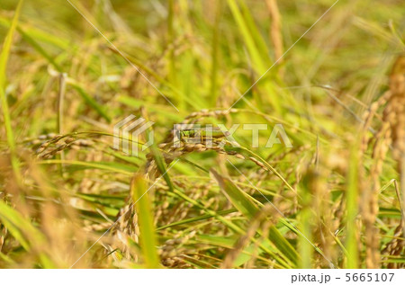 イナゴ 5665107