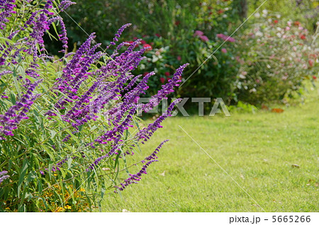 10月 アメジストセージ・シソ科32 10月 アメジストセージ・シソ科32 5665266