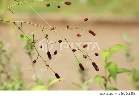 ワレモコウ 5665288