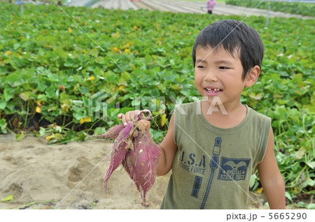 芋掘り 芋掘り 5665290