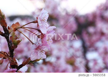 桜 5665358