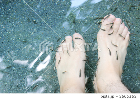 ドクターフィッシュ 5665365