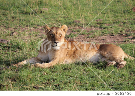 ケニアマサイマラ　王者ライオン 5665456