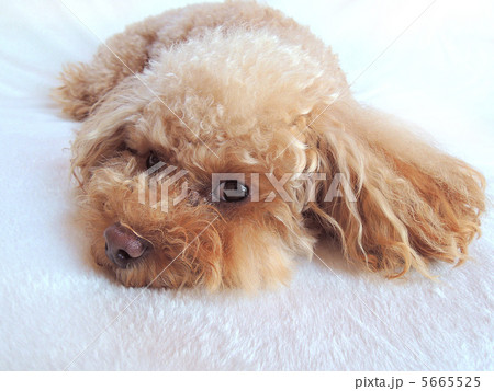 今日は疲れました 5665525