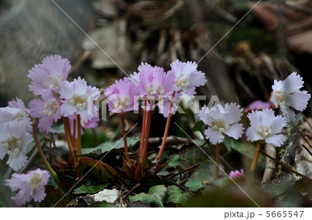 イワウチワ 5665547