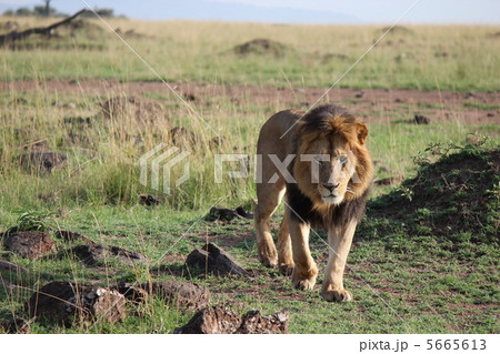 ケニアマサイマラ 王者ライオン ケニアマサイマラ 王者ライオン 5665613
