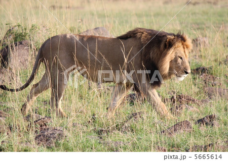 ケニアマサイマラ　王者ライオン 5665614