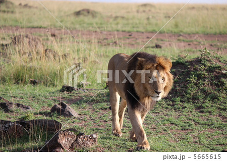 ケニアマサイマラ　王者ライオン 5665615