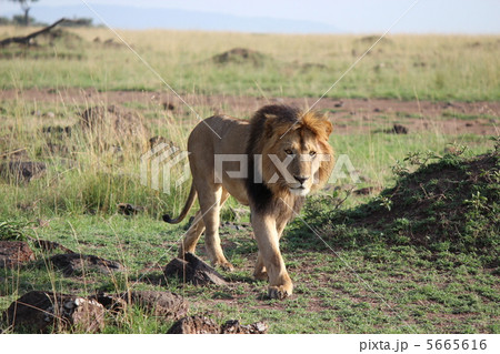 ケニアマサイマラ 王者ライオン ケニアマサイマラ 王者ライオン 5665616