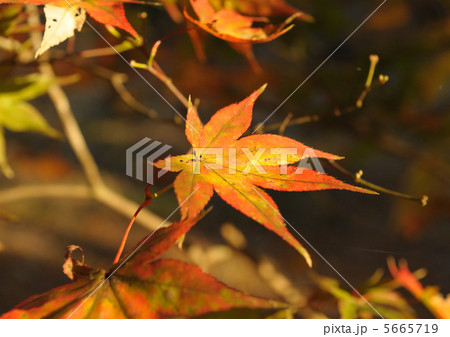 紅葉 5665719