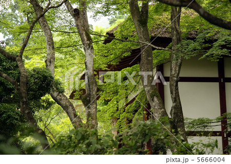 常寂光寺 仁王門 常寂光寺 仁王門 5666004