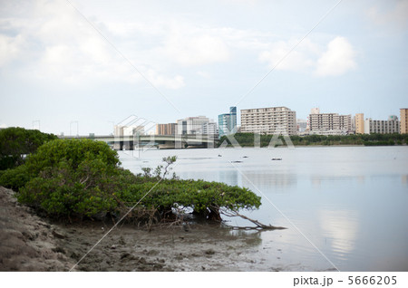 漫湖と新那覇大橋 5666205