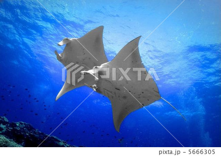 マンタ マンタ 5666305