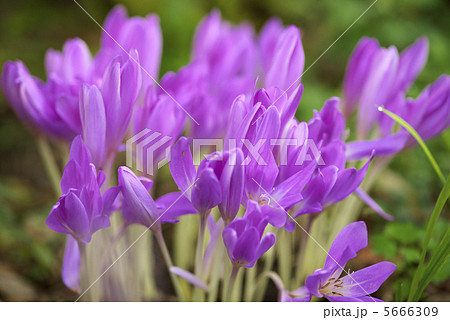 イヌサフラン 5666309