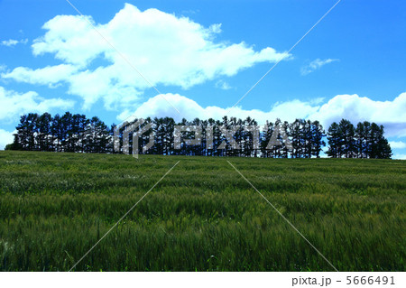 マイルドセブンの丘 マイルドセブンの丘 5666491