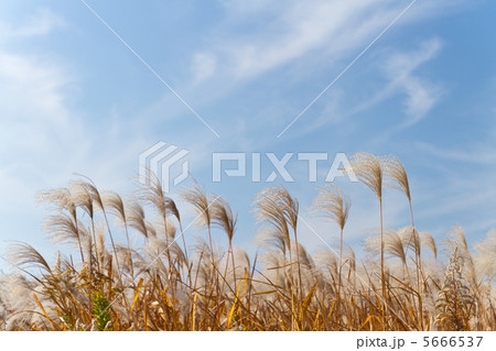 すすき すすき 5666537