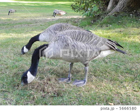 ２匹のカナダガン 5666580
