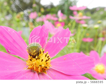 コスモスとコアオハナムグリ 5666595