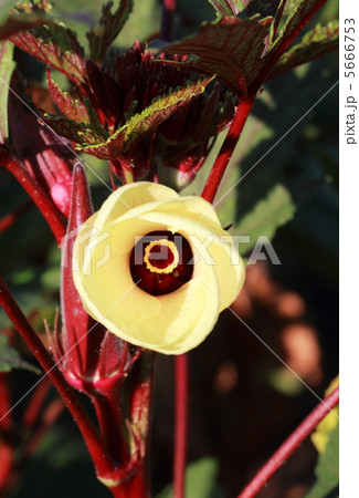 赤いオクラの花 5666753