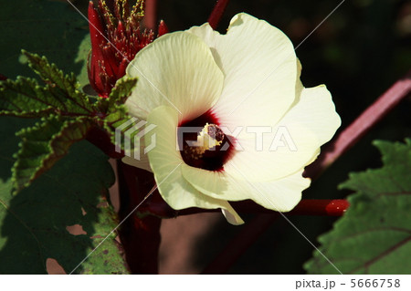 赤いオクラの花 5666758