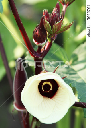 赤いオクラの花 5666761