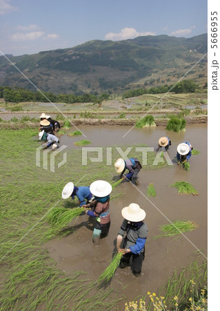 田植え 5666955