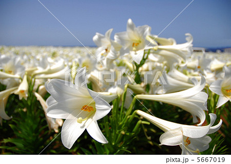 テッポウユリ 5667019