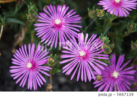 リビングストンデージー 5667139