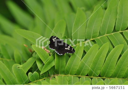 ダイミョウセセリ 5667151